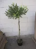 Hochstamm Ceanothus impressus Victoria - Säckelblume Produktbild-Vorschau 2