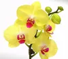 Dehner Schmetterlingsorchidee, zweitriebig, gelbe Blüten, Produktbild-Vorschau 5