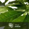 Pachira aquatica - plante d'intérieur - peu d'entretien - ↕ Voir les images du produit 2