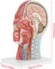 Medizinisches Kopfmodell, Anatomisches Kopfmodell, Produktbild-Vorschau 1