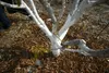 A tree trunk painted white, surrounded by mulch and small plants. Produktbild-Vorschau