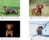 Hundezauber Dackel Tischkalender 10x10cm für 2027 Welpen Produktbild-Vorschau 4