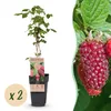 Green boutiQ - Fruitplant - Rubus log. Tayberry - Braamboos Voir les images du produit 2