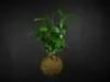 Gardners Kokedama Ficus Microcarpa ženšen (S) Náhľad obrázku produktu 3