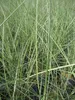 Chinaschilf Dread Locks - Miscanthus sinensis - grün mit Produktbild-Vorschau 2