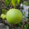 Pomelo (Citrus maxima) – 5 kusov Náhľad obrázku produktu 1