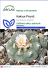 SAFLAX - Kaktus Peyotl - Lophophora williamsii - 20 Semená Náhľad obrázku produktu 1