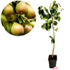 Pyrus communis 'Beurre Hardy', hruška, 5 litrový kvetináč Náhľad obrázku produktu 1