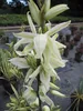 Yucca filamentosa Bright Edge - Palmlilie Bright Edge - Produktbild-Vorschau 2