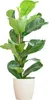 Ficus Lyrata z doniczką Viber w kolorze białym - 80 cm Podgląd zdjęcia produktu 2