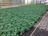 10 Pflanzen Feinschmecker-Erdbeere Senga-Sengana  Produktbild-Vorschau 3