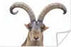 MuchoWow® Poster Steinbock - Tiere - Hoorn 180x120 cm - Produktbild-Vorschau 1