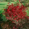 Euonymus alatus 'Compactus', Flügel-Spindelstrauch, 60–80 Produktbild-Vorschau 14