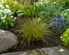 Carex brunnea 'Jenneke', circa 25 cm – Segale giapponese – Anteprima dell’immagine prodotto 1