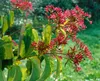 Heptacodium miconioides, Sieben-Söhne-des-Himmels, 60–80 cm Produktbild-Vorschau 15