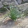 Narcis dúnový (Pancratium maritimum)  – 10 semien Náhľad obrázku produktu 3