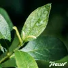 Leaf Vital Koncentrát 1 L – 1 000 m2 – Prírodná Náhled obrázku produktu 5