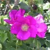 2 x  Apfelrose-Sylter Rose - Rosa rugosa  | 40-60 cm in Produktbild-Vorschau 1