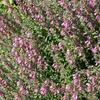 6 x Gamander bastard - Teucrium lucidrys | Květináč 9cm x Náhled obrázku produktu 1