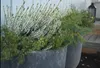 Besenheide ´WEISSE RITA´ Cont. 0,5 l Produktbild-Vorschau 5