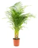 Arecapalm Productafbeelding-voorbeeld 9