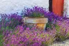 Bloomique - 12er Set - Lavandula Angustifolia - Lavendel Produktbild-Vorschau 8