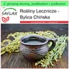 SAFLAX - Garden to go - Bylica Chińska - 250 Nasiona - Z Podgląd zdjęcia produktu 8