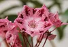 Lorbeerrose - Berglorbeer Moyland - Kalmia latifolia Produktbild-Vorschau 1