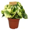 Peperomia 3er Set Náhled obrázku produktu 2