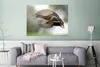 MuchoWow® Poster Ente - Fliegen - Federn 120x90 cm - Produktbild-Vorschau 5