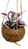 Kokodama – Tradescantia „Nanouk“ – dreizweigige Pflanze – Produktbild-Vorschau 2