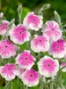 Lychnis coronaria, Lichtnelke, silbrig-grau, ca. 9x9 cm Produktbild-Vorschau 9