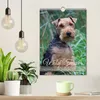 Welsh Terrier - viel Hund in kleiner Verpackung Produktbild-Vorschau 3