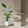 Baum - Strelitzie - Strelitzia Nicolai - Zimmerpflanze Produktbild-Vorschau 4