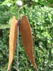 Edelrost Gartenstecker Engelsflügel 102 cm Produktbild-Vorschau 2