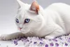 8x 3,8L Mersjo Lettiera per gatti al Silicio Lavanda – Anteprima dell’immagine prodotto 3