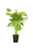 Hydrocotyle leucocephala  Brasiliansicher Wassernabel Produktbild-Vorschau 1