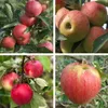 Familienbaum Apfel Halbstamm - Gala - Elstar - Cox Orange - Produktbild-Vorschau 1