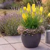 Stauden Gänge 1 x Kniphofia 'Lemon Popsicle' - Gelbe Produktbild-Vorschau 9
