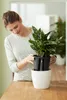 A woman is placing a potted plant into a decorative pot. Produktbild-Vorschau