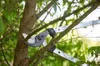 Felco Astschere Baumschere Gartenschere Zweihandschere 60 Voir les images du produit 5