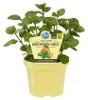 Mandarinen-Minze- Mentha x piperita - Kräuterpflanze im Produktbild-Vorschau 1