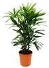Rhapis excelsa - palma bambusowa - doniczka 21 cm - Podgląd zdjęcia produktu 2