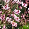 6 x Butomus umbellatus - Labutí květ - květináč 9 x 9 cm Náhled obrázku produktu 2