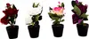 Künstliche Rosen im Topf 16cm - Romantische Deko - Produktbild-Vorschau 2