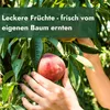 Meine Orangerie - Zwergobst Stämmchen Pfirsich - Produktbild-Vorschau 2