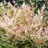 Green boutiQ - Plante de jardin - Nandina Twilight - Voir les images du produit 5
