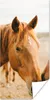 MuchoWow® Poster Pferd - Strand - Tiere 60x120 cm - Produktbild-Vorschau 1