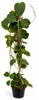 Hoya kerii - Plante en forme de cœur - Plante mère Voir les images du produit 1