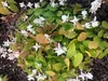 6 x Epimedium Youngianum 'Niveum' - Fiore delle fate - vaso Anteprima dell’immagine prodotto 2
